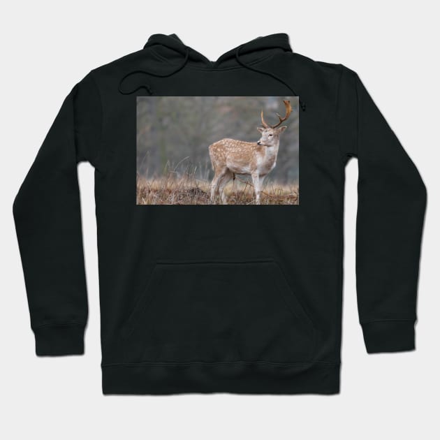 Majestic fallow deer Hoodie by AYatesPhoto